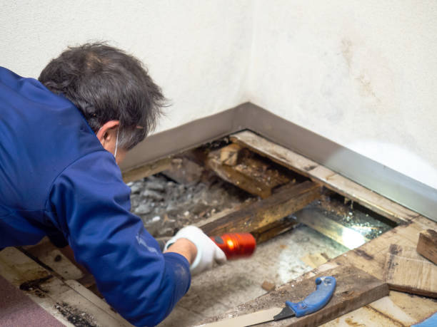 Best Preventive Mold Services in Shady Spring, WV
