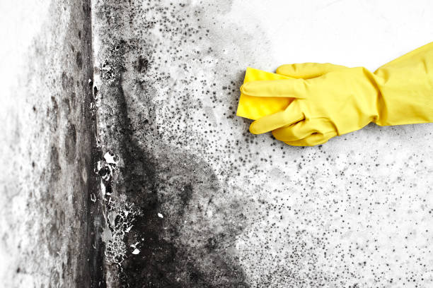 Reliable Shady Spring, WV Mold Remediation Solutions