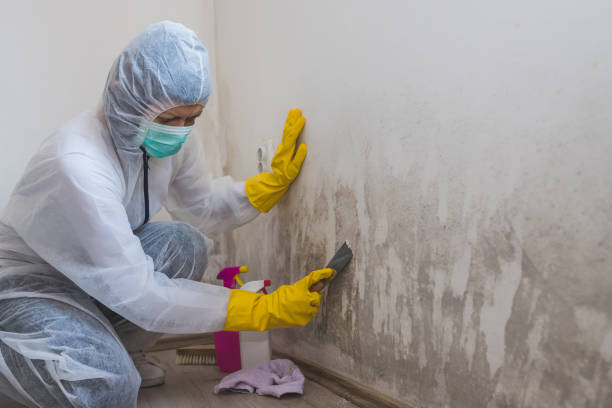 Best Mold Testing and Inspection Services in Shady Spring, WV