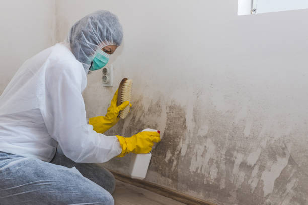 Best Localized Mold Remediation (e.g., coastal areas, humid climates) in Shady Spring, WV
