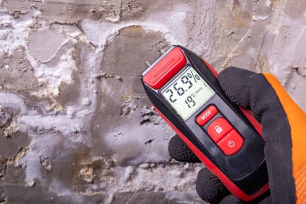 Best Insurance-Related Mold Remediation in Shady Spring, WV
