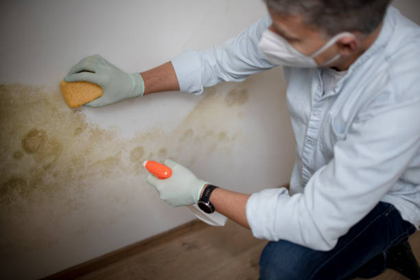 Best DIY Mold Remediation Support Services in Shady Spring, WV