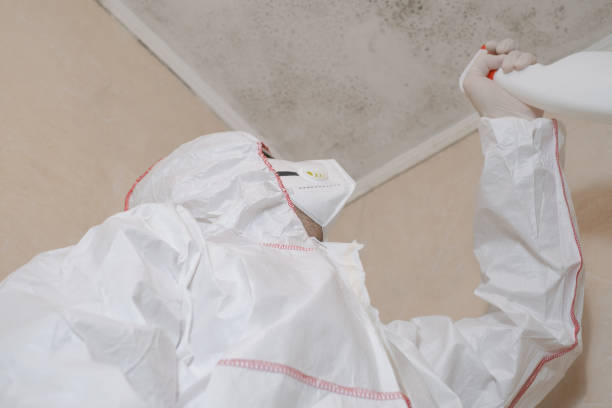 Best Black Mold Remediation in Shady Spring, WV