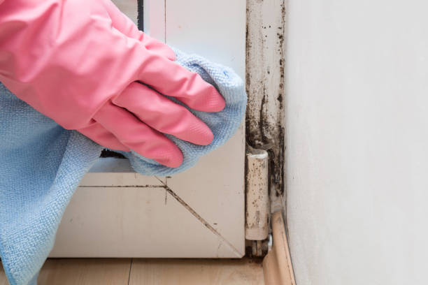 Best Basement Mold Remediation in Shady Spring, WV
