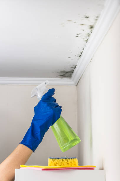 Best Mold Remediation for Schools in Shady Spring, WV